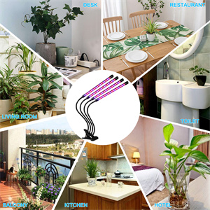the application of plant grow light