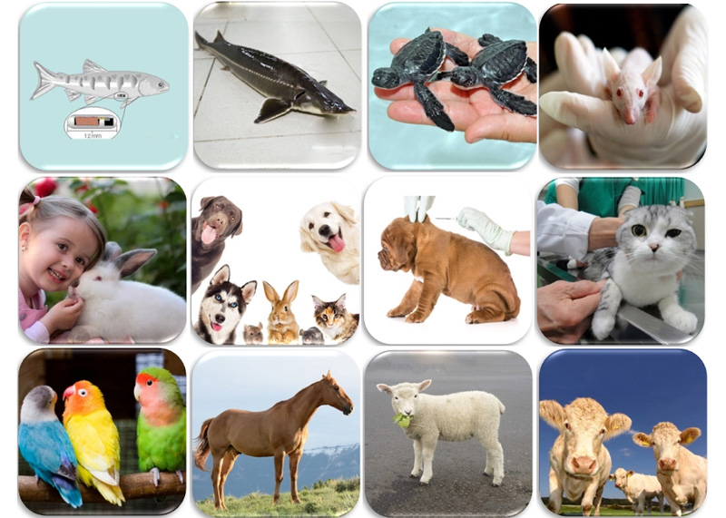 تطبيق علامات زرع الرقائق الدقيقة للحيوانات الأليفة RFID