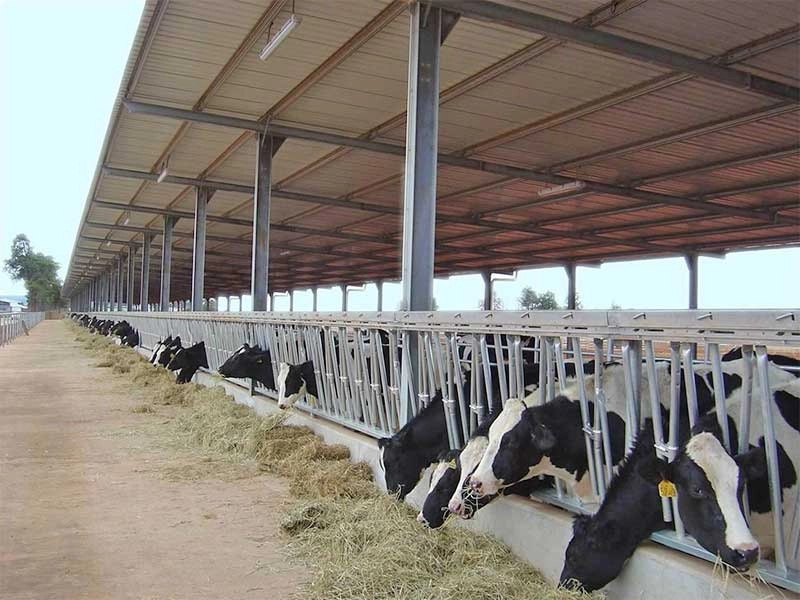مشروع حظيرة الأبقار الجاهزة لمزرعة الماشية الفولاذية