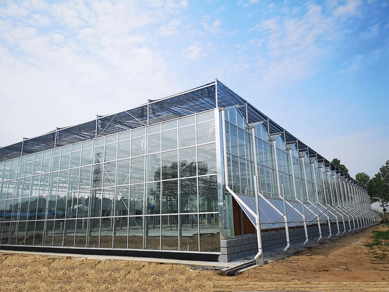 زراعة الخضروات الدفيئة الزجاجية