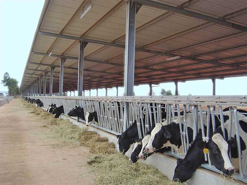 مزرعة الأبقار الفولاذية