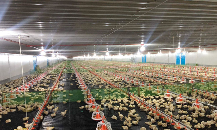 مزرعة الدجاج ذات الهيكل الصلب الجاهزة